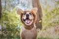 Funny dog portrait in bear hat photographed outdoors. Happy smiling staffordshire terrier sits in wild animal costume in sunny me