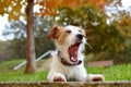 FUNNY DOG PORTRAIT. JACK RUSSELL TERRIER MAKING A FACE LYING DOWN ON GREEN NATURAL GRASS AT THE PARK