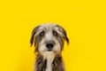 Funny dog portrait with stress, alert, worried, fear, begging expression face. Isolated on yellow colored background Royalty Free Stock Photo