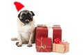 A pug dog, dressed in Santa hat, sits beside packaged gift boxes. Isolated on white background. Royalty Free Stock Photo