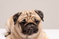 Funny dog pug breed making angry face Royalty Free Stock Photo