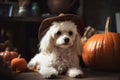 funny dog puppy in a black Halloween witch hat sits with orange pumpkins and a large spider for the holiday. Halloween Pet Royalty Free Stock Photo