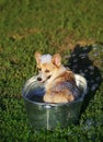 Funny dog puppy Corgi washes in a metal bath and cools outside in summer on a Sunny hot day in shiny foam bubbles
