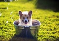 Funny dog puppy Corgi washes in a metal bath and cools outside in summer on a Sunny hot day in shiny foam bubbles and smiles Royalty Free Stock Photo