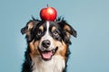 Funny dog with red appe fruit on head in front of blue studio background Royalty Free Stock Photo