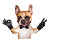 Funny dog red french bulldog in a black bow tie. Shows with his paws and hands a gesture of peace and a sign approx. Animal is Royalty Free Stock Photo