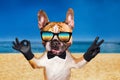 Funny dog red french bulldog in a black bow tie and Sunglasses. Shows with his paws and hands a gesture of peace and a sign approx Royalty Free Stock Photo