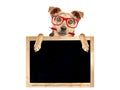 Funny dog red glasses pencil behind blank blackboard isolated Royalty Free Stock Photo