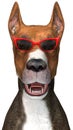 Funny Dog Red SUnglasses Isolated Royalty Free Stock Photo