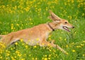 Happy dog running through a meadow with buttercups