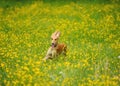 Happy dog running through a meadow with buttercups