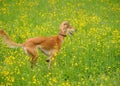 Happy dog running through a meadow with buttercups