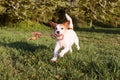 FUNNY DOG RUNNING AND HOLDING A COLORFUL LEASH WITH ITS MOUTH AT PARK WALK