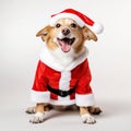 Funny dog in santa hat isolated Royalty Free Stock Photo