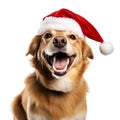 Funny dog in santa hat isolated Royalty Free Stock Photo