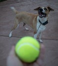 Funny dog seen through blurred hand holding a tennis ball Royalty Free Stock Photo