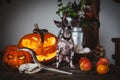 Funny dog selebrates Haloween with snakes and pumpkin