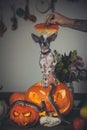 Funny dog selebrates Haloween with snakes and pumpkin