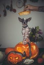 Funny dog selebrates Haloween with snakes and pumpkin