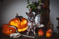 Funny dog selebrates Haloween with snakes and pumpkin