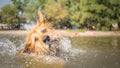 Funny dog shaking off Royalty Free Stock Photo