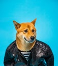 Funny dog Shiba Inu in leather jacker on blue background Royalty Free Stock Photo