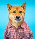 Funny dog shiba inu in pink shirt looking seriously at the camera.