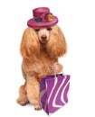 Funny dog with shopping bags Royalty Free Stock Photo