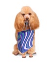 Funny dog with shopping bags Royalty Free Stock Photo