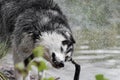 A funny dog of the Siberian Husky breed shakes off with a funny expression of the muzzle while standing on the shore of a