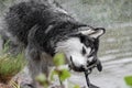 A funny dog of the Siberian Husky breed shakes off with a funny expression of the muzzle while standing on the shore of a
