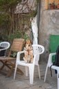 Funny dog sitting on the chair Royalty Free Stock Photo
