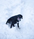 Funny dog sitting on snow in winter