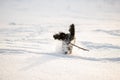 Funny dog spaniel runs on a snow-caught field with a stick in his teeth. Royalty Free Stock Photo