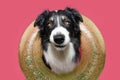 Funny dog summer concpet. Border collie making a face and looking at camera inside of a yellow infltable. Isolated on pink