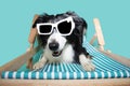 Funny dog summer. Happy border collie sitting on a beach chair wearing sunglasses. Isolated on blue colored background Royalty Free Stock Photo