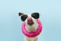 Funny dog summer inside a ring donut inflatable. Isolated on blue background Royalty Free Stock Photo