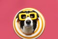Funny dog summer inside of a yellow infltable ring. Isolated on pink flamingo background