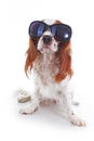 Funny dog with sunglasses. Summer edition. Cavalier king charles spaniel dog photo. Beautiful cute cavalier puppy dog on Royalty Free Stock Photo