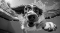 Funny dog swimming underwater in swimming pool. Black and white photo