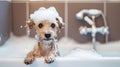 Funny Dog Taking Bubble Bath. A cute little dog on the edge of the tub. AI Generative Royalty Free Stock Photo