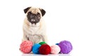 Funny dog thread balls isolated on white background Royalty Free Stock Photo