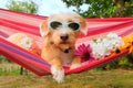 Funny little dog on vacation in hammock Royalty Free Stock Photo