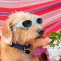 Funny little dog on vacation in hammock Royalty Free Stock Photo