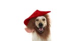 FUNNY DOG WEARING A ELF HAT WITH BEARD RED CHRISTMAS COSTUME . I Royalty Free Stock Photo