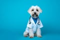 Funny dog wearing like a doctor with stethoscope on his neck pointing away on empty space. isolated on blue background Royalty Free Stock Photo