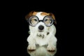 FUNNY DOG WEARING NERD GEEK GLASSES. ISOLATED AGAINST BLACK BACKGROUND Royalty Free Stock Photo