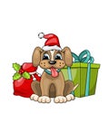 Funny Dog Wearing Santa Hat with Christmas Gift Boxes Royalty Free Stock Photo