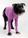 Funny dog wearing sweater