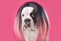 Funny dog in wig on color background